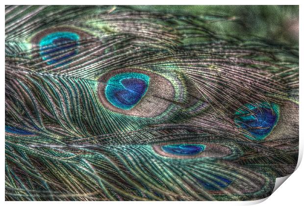 hdr peacock feathers Print by Martyn Bennett
