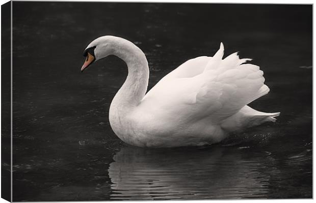 White Swan Canvas Print by Simon West