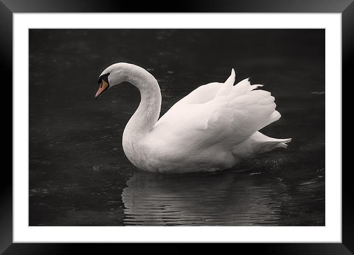 White Swan Framed Mounted Print by Simon West