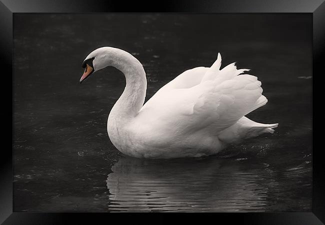 White Swan Framed Print by Simon West