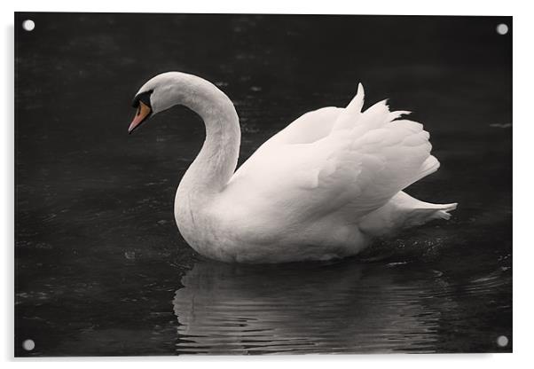 White Swan Acrylic by Simon West
