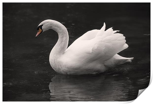 White Swan Print by Simon West