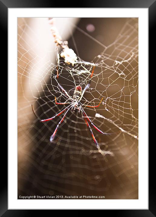 Madagascar Spider Framed Mounted Print by Stuart Vivian