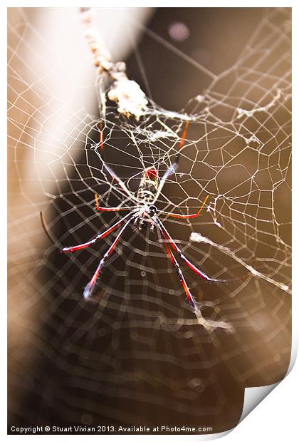 Madagascar Spider Print by Stuart Vivian