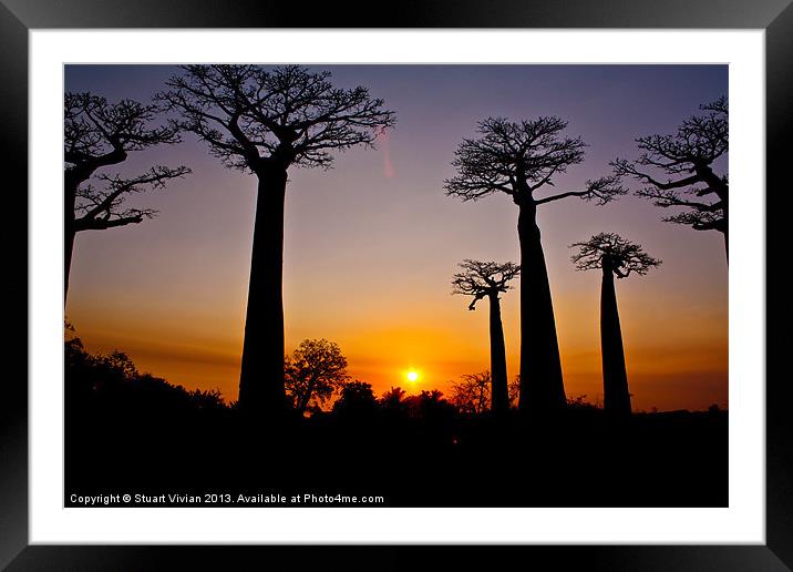 Madagascar Baobabs #2 Framed Mounted Print by Stuart Vivian