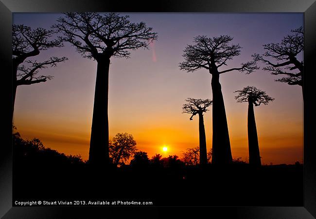 Madagascar Baobabs #2 Framed Print by Stuart Vivian