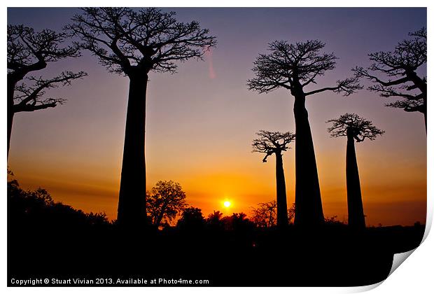 Madagascar Baobabs #2 Print by Stuart Vivian