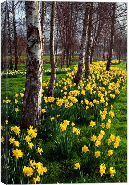 Daffodils in Mitchell Gardens, Chard, Somerset Canvas Print by Darren Galpin