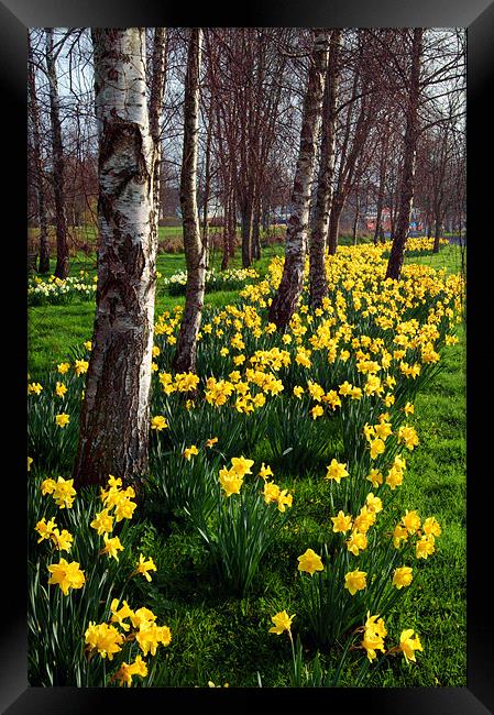 Daffodils in Mitchell Gardens, Chard, Somerset Framed Print by Darren Galpin