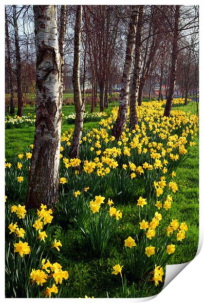 Daffodils in Mitchell Gardens, Chard, Somerset Print by Darren Galpin