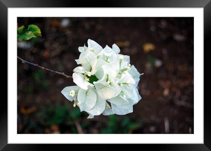 White Bougainvillea Framed Mounted Print by james balzano, jr.