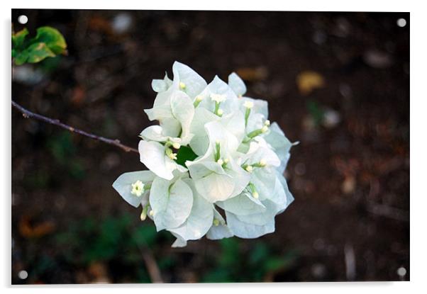 White Bougainvillea Acrylic by james balzano, jr.