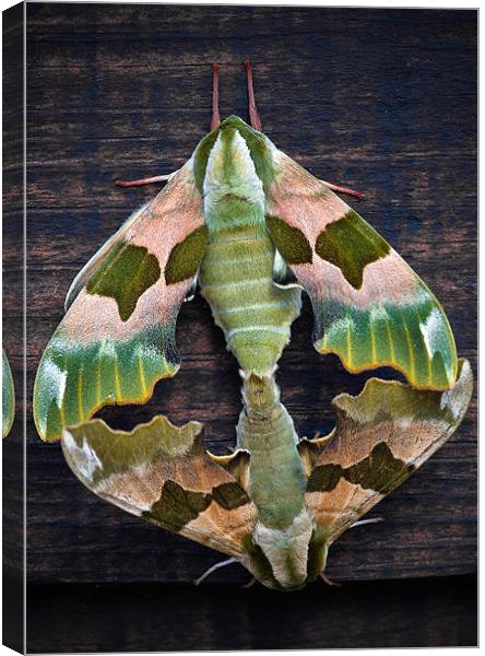 Lime Hawk Moths Canvas Print by Mark Llewellyn