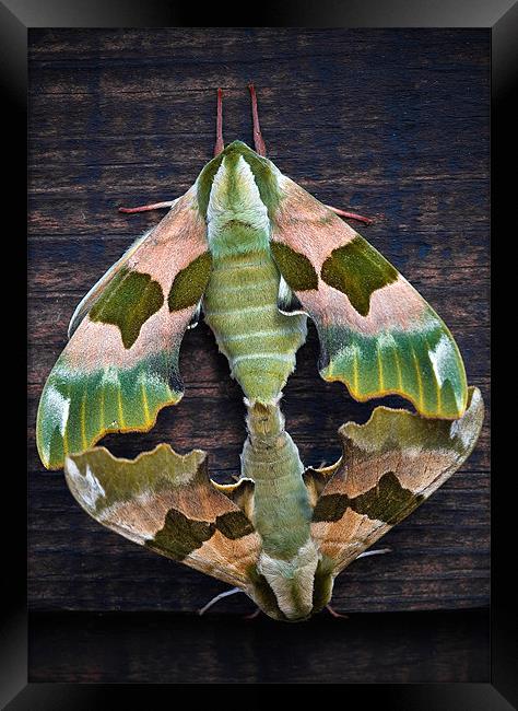 Lime Hawk Moths Framed Print by Mark Llewellyn