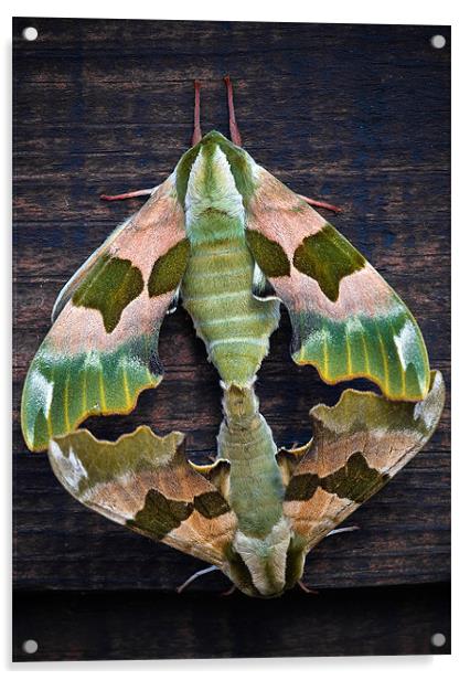 Lime Hawk Moths Acrylic by Mark Llewellyn