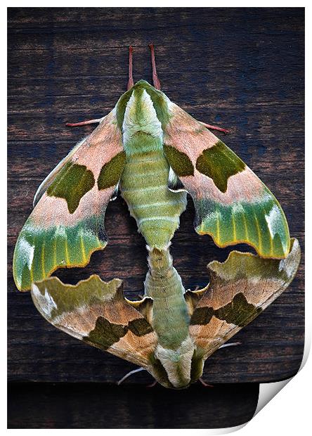 Lime Hawk Moths Print by Mark Llewellyn
