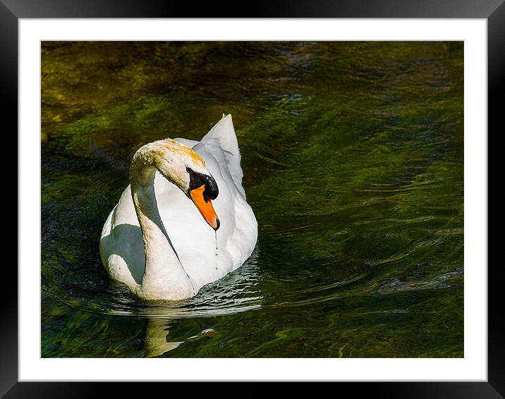 Mute Swan Framed Mounted Print by Mark Llewellyn
