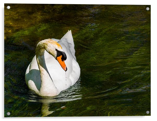 Mute Swan Acrylic by Mark Llewellyn