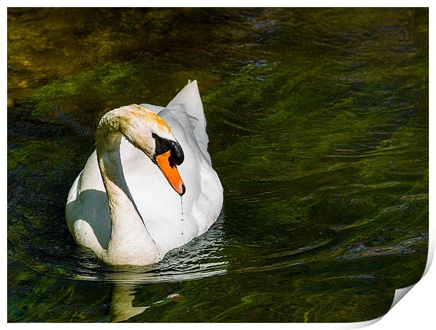 Mute Swan Print by Mark Llewellyn