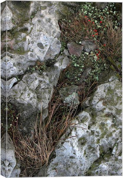 study of Cladonia lichen 1 Canvas Print by simon powell