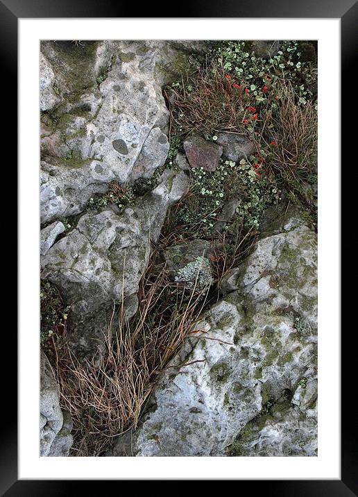 study of Cladonia lichen 1 Framed Mounted Print by simon powell