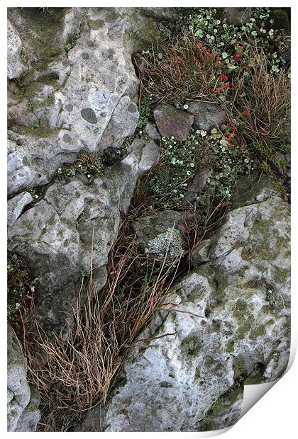study of Cladonia lichen 1 Print by simon powell