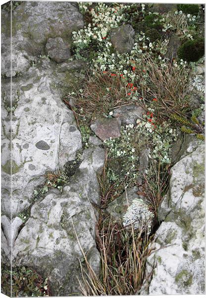 study of Cladonia lichen 2 Canvas Print by simon powell
