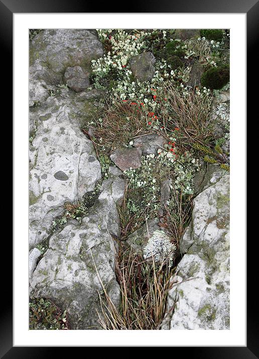 study of Cladonia lichen 2 Framed Mounted Print by simon powell