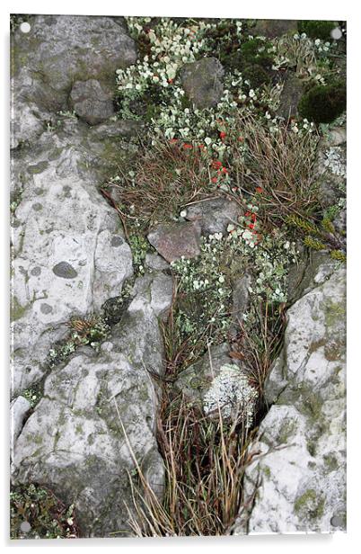 study of Cladonia lichen 2 Acrylic by simon powell