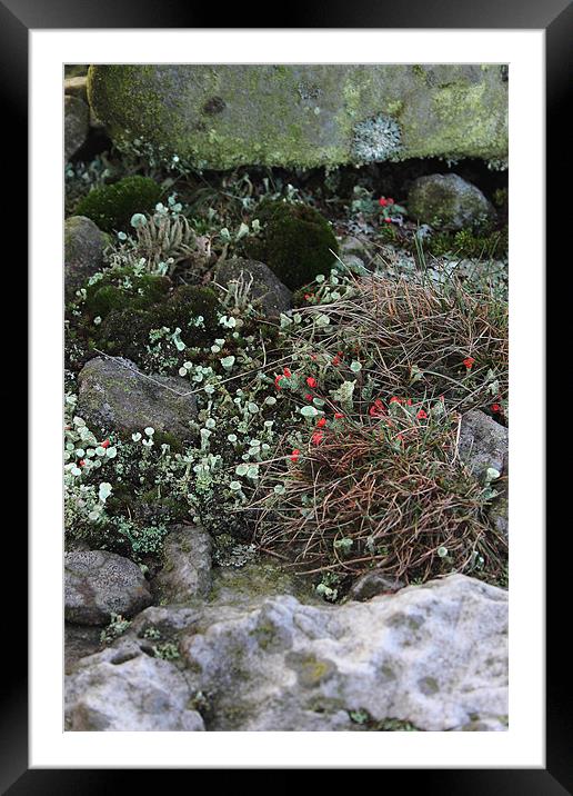 study of Cladonia lichen 3 Framed Mounted Print by simon powell