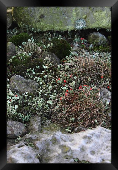 study of Cladonia lichen 3 Framed Print by simon powell