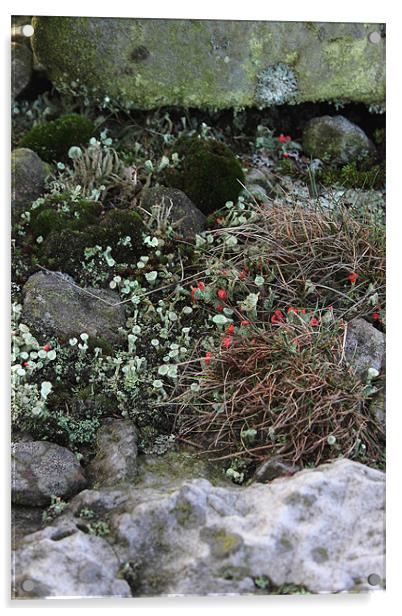 study of Cladonia lichen 3 Acrylic by simon powell
