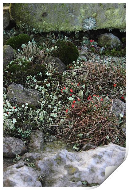 study of Cladonia lichen 3 Print by simon powell