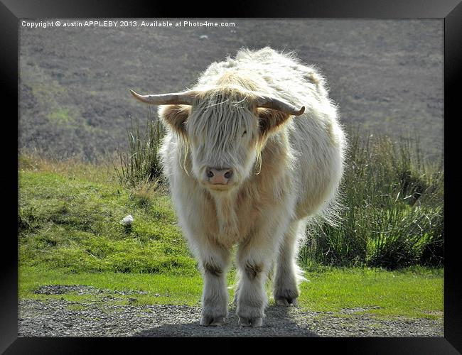 highland cow face off 2 Framed Print by austin APPLEBY