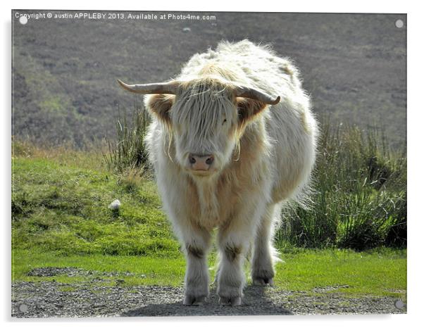 highland cow face off 2 Acrylic by austin APPLEBY