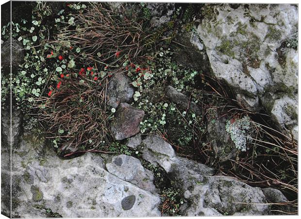 study of Cladonia lichen 1 Canvas Print by simon powell
