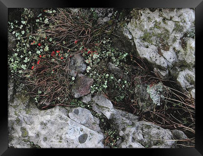 study of Cladonia lichen 1 Framed Print by simon powell
