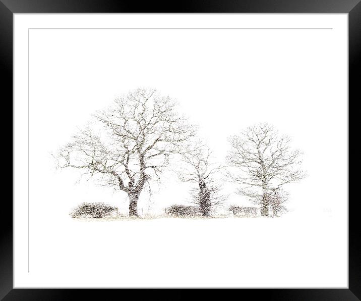 Winter trees Framed Mounted Print by Keith Campbell