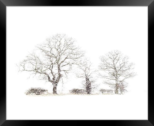 Winter trees Framed Print by Keith Campbell