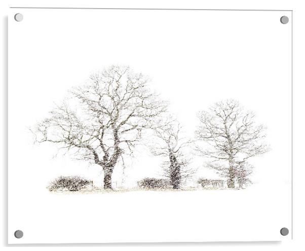 Winter trees Acrylic by Keith Campbell