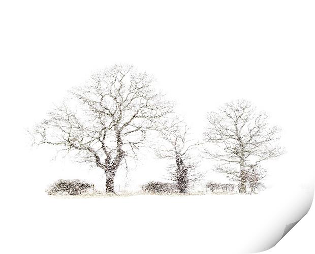 Winter trees Print by Keith Campbell