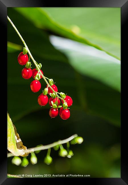 bright red berries Framed Print by Craig Lapsley