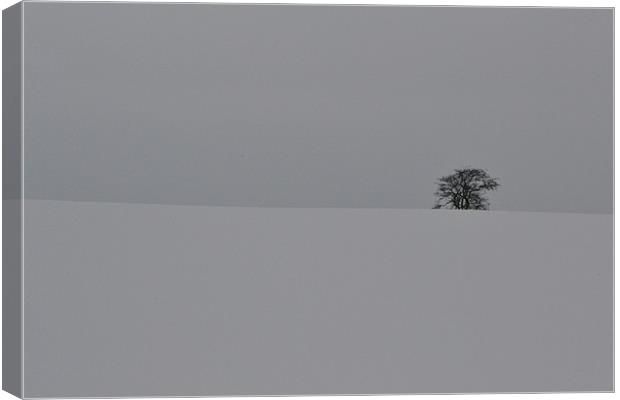 Winter Tree Canvas Print by David Mole