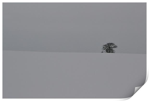 Winter Tree Print by David Mole