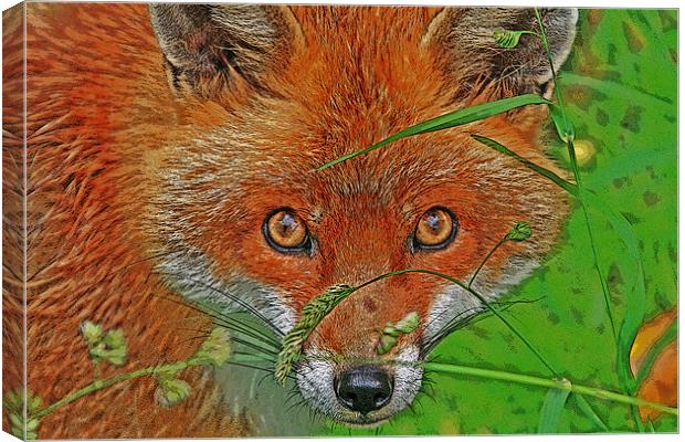 Fox in the grass Canvas Print by Rachel & Martin Pics
