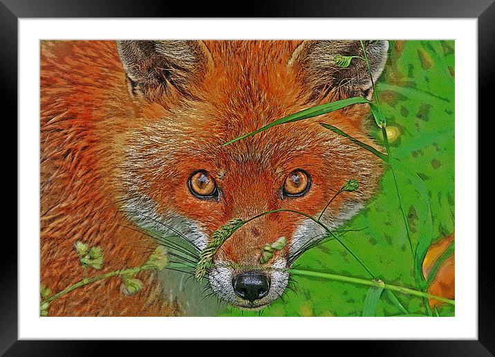 Fox in the grass Framed Mounted Print by Rachel & Martin Pics