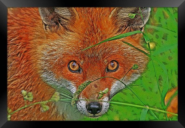 Fox in the grass Framed Print by Rachel & Martin Pics