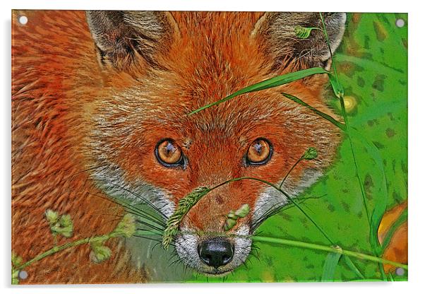 Fox in the grass Acrylic by Rachel & Martin Pics