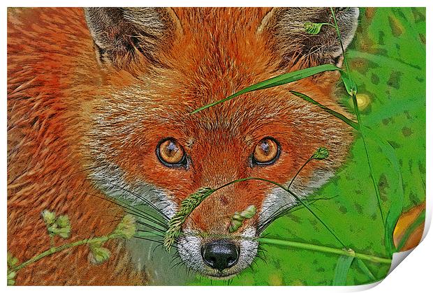 Fox in the grass Print by Rachel & Martin Pics