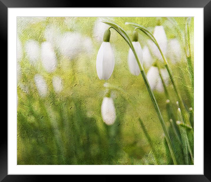 Spring Snowdrops Framed Mounted Print by Dawn Cox